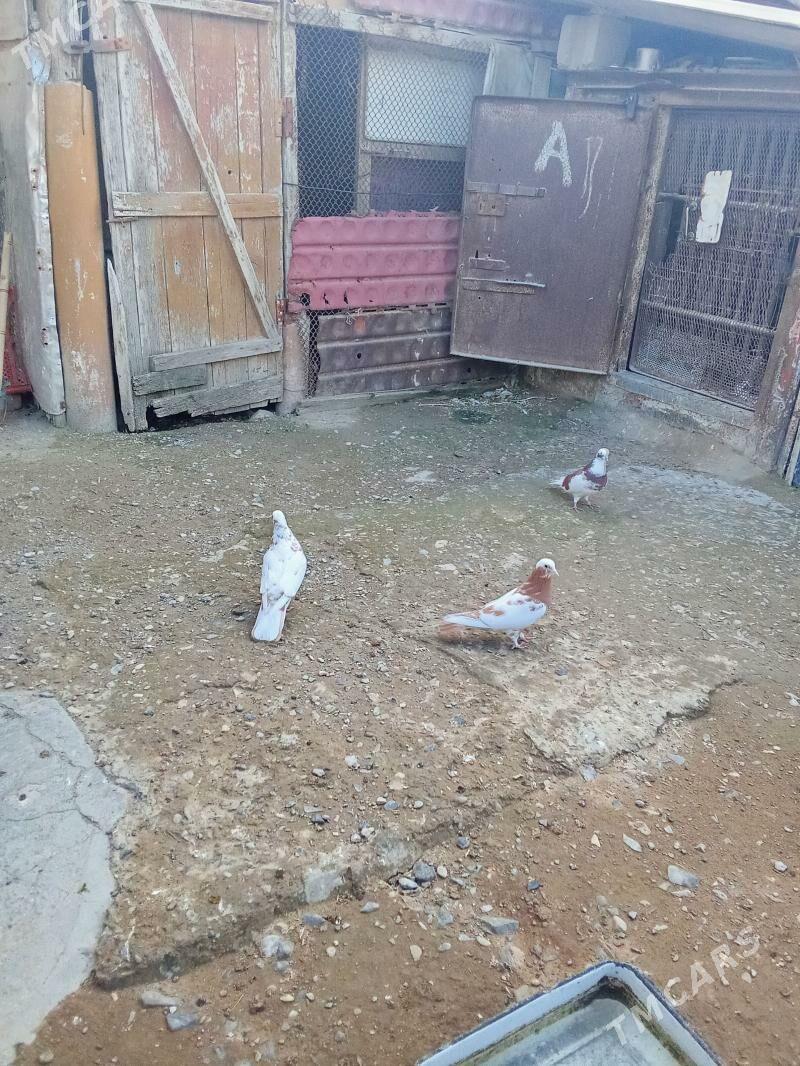 kepder - Gyzylarbat - img 1