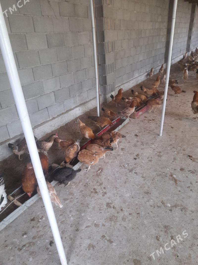 Towuk - Ашхабад - img 1