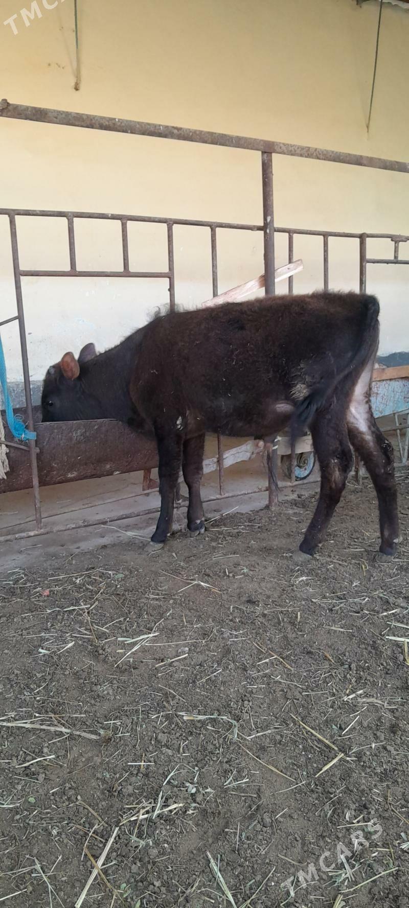 şwes öküz - Бахарден - img 1