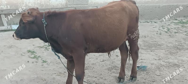 şiwes öküz - Büzmeýin - img 1