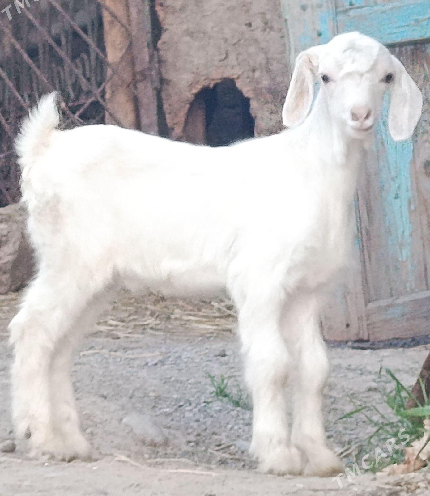 Pakistan owlakly geçi - Бузмеин - img 1