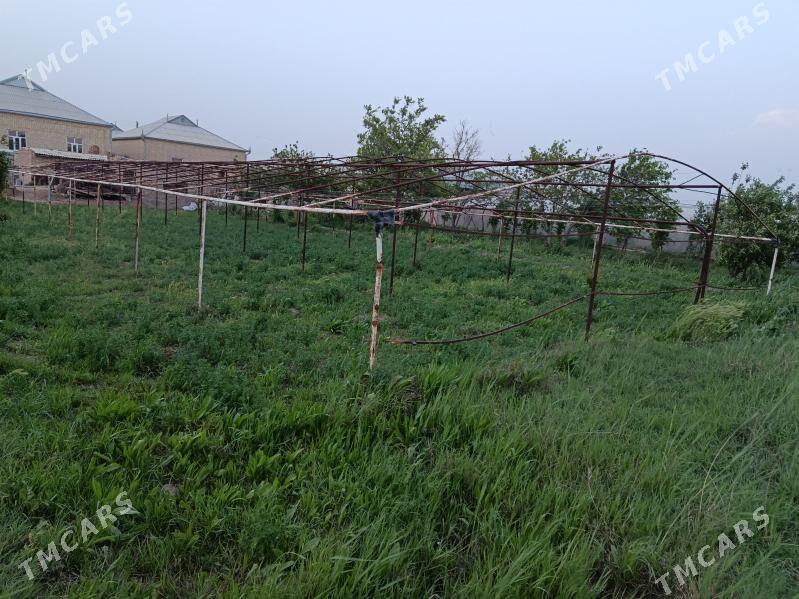 demir parnik - Sakarçäge - img 1