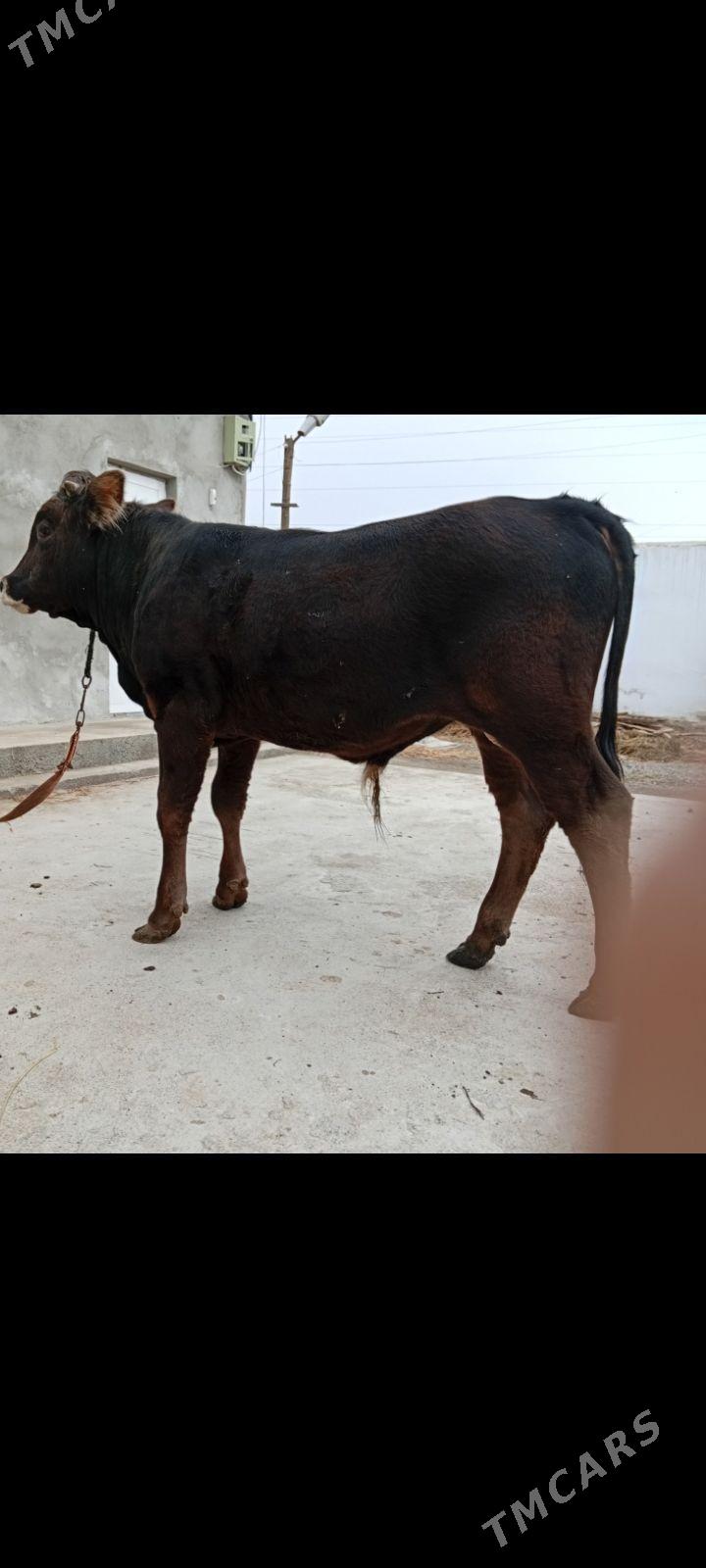 ökiz şwes tohum mall - Бузмеин - img 1