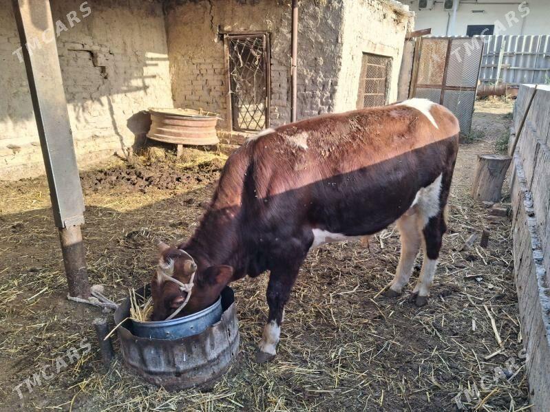 окиз - Türkmenabat - img 1