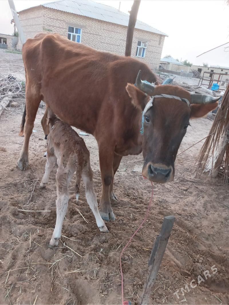 Sygyr - Babadaýhan - img 1