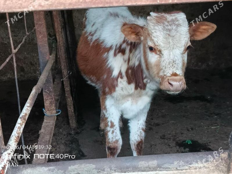 Öküz - Bagyr - img 1