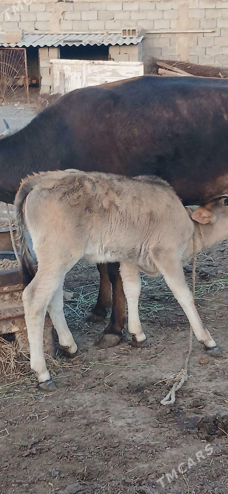 goleli sygyr - Änew - img 1