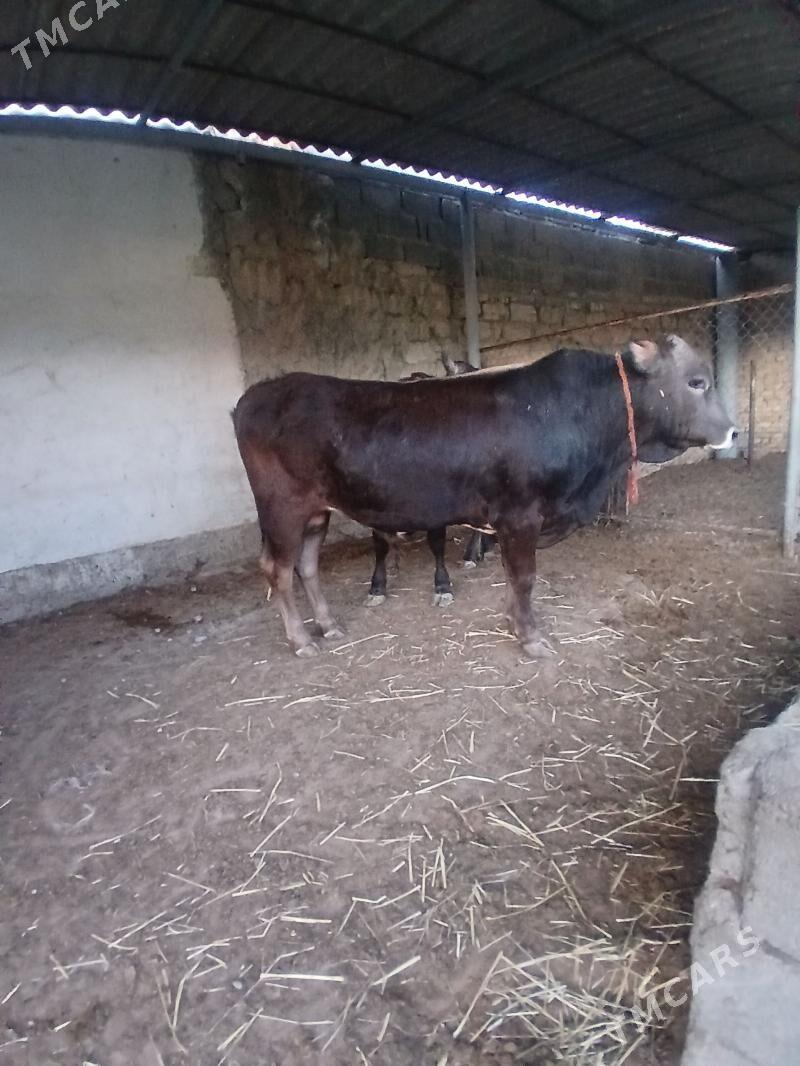 şives öküz - Чоганлы - img 1