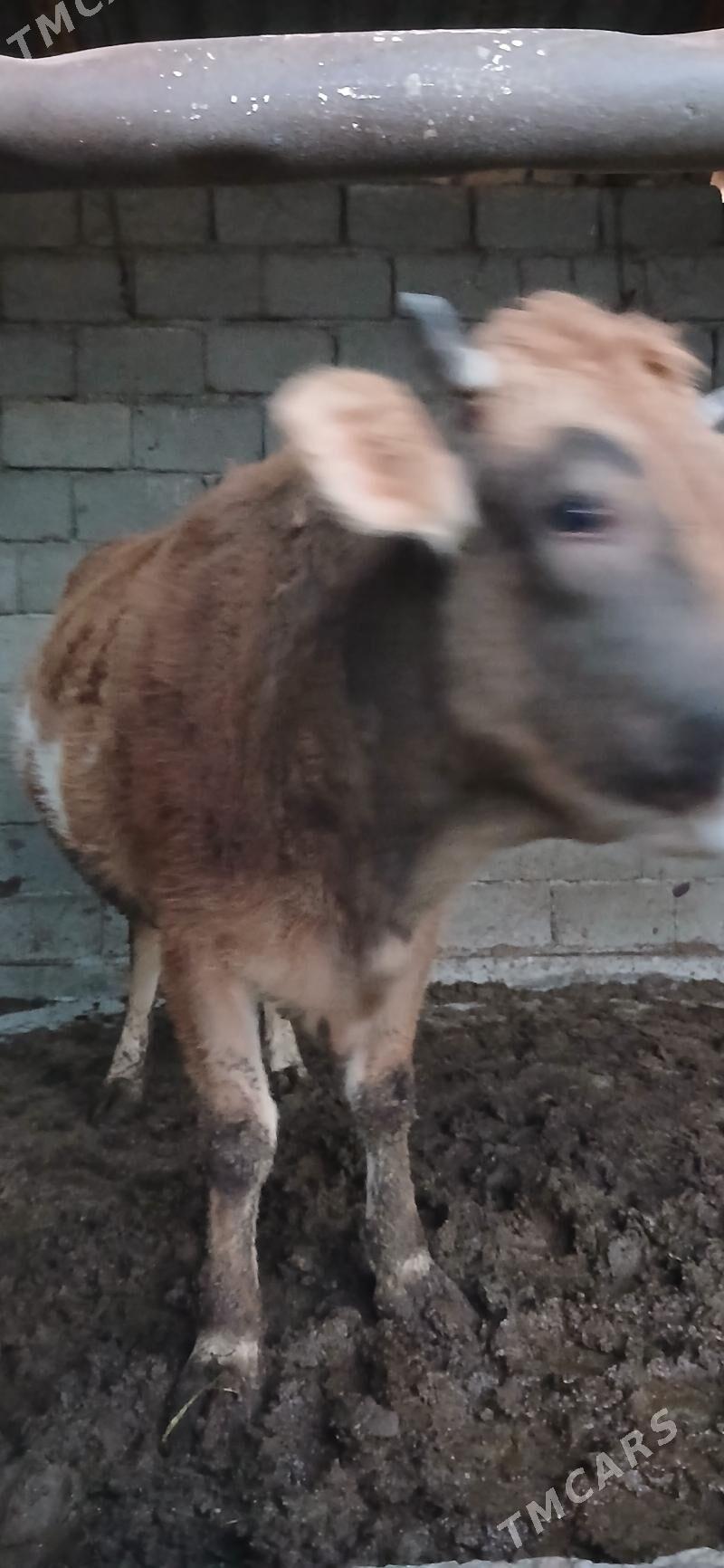 sygyr - Änew - img 1