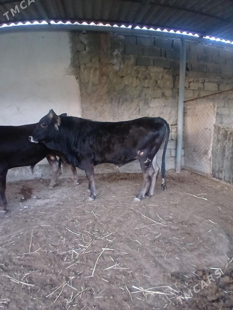 şives öküz - Чоганлы - img 1