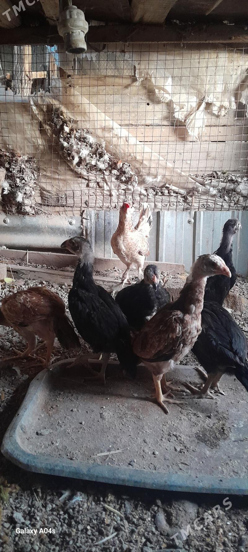 paroda jüÿje - Векильбазар - img 1