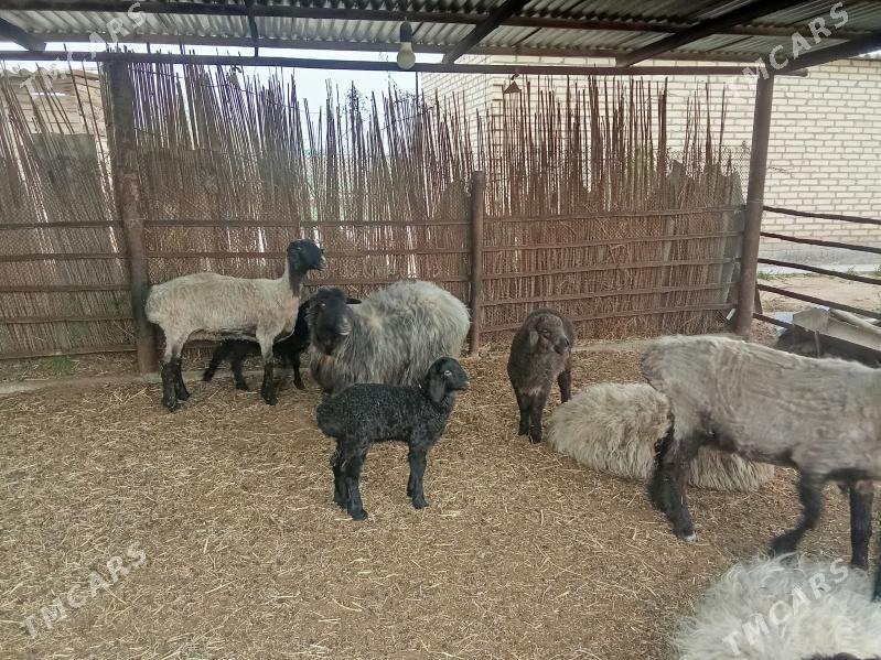 Guzuly goyunlar - Wekilbazar - img 1