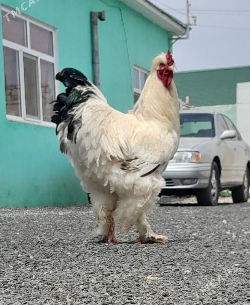 Brama - Jebel - img 1