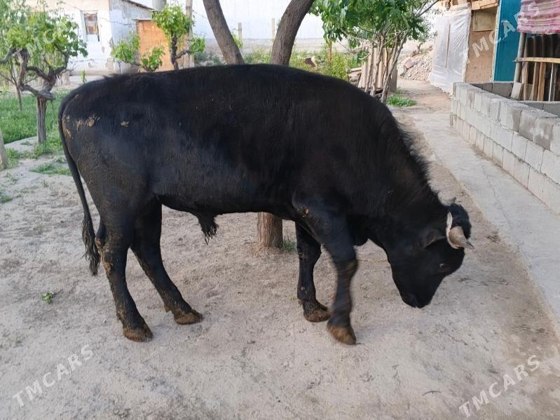 okuz - Кипджак - img 1