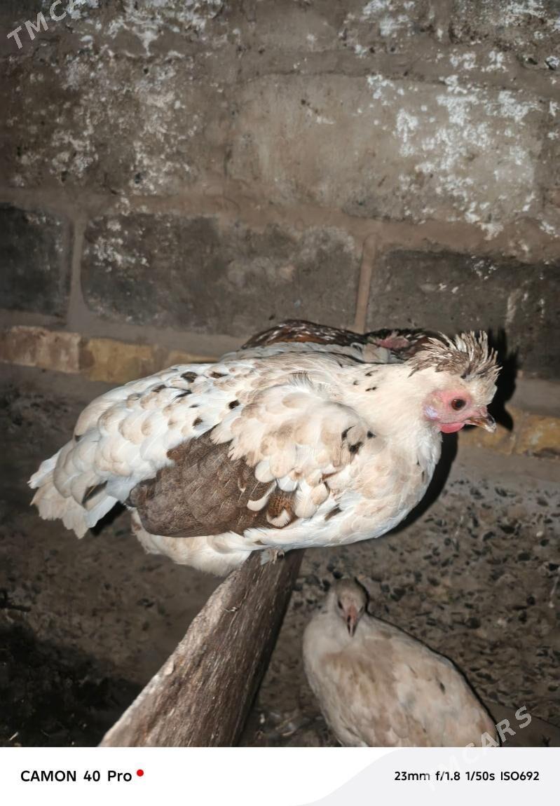 япончик - Türkmenabat - img 1