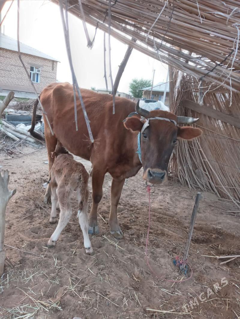 Sygyr - Babadaýhan - img 1