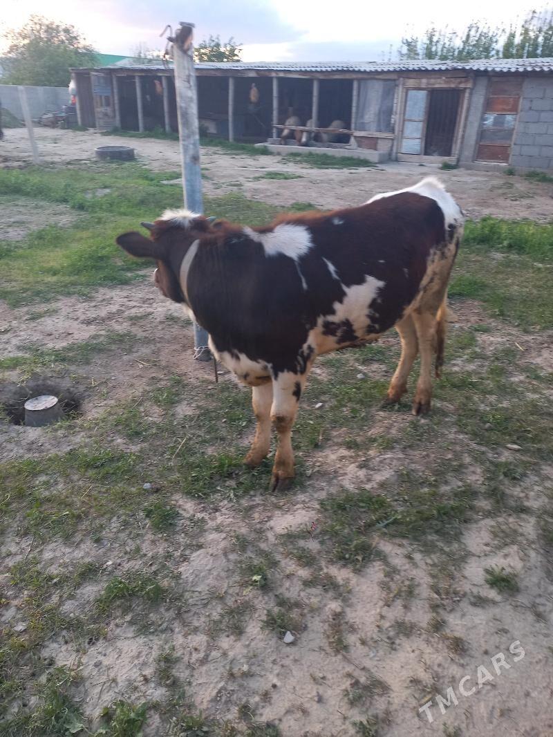 Gibrit tüwe - Gökdepe - img 1