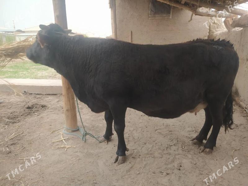 goleli sygyr swet - Шабатский этрап - img 1