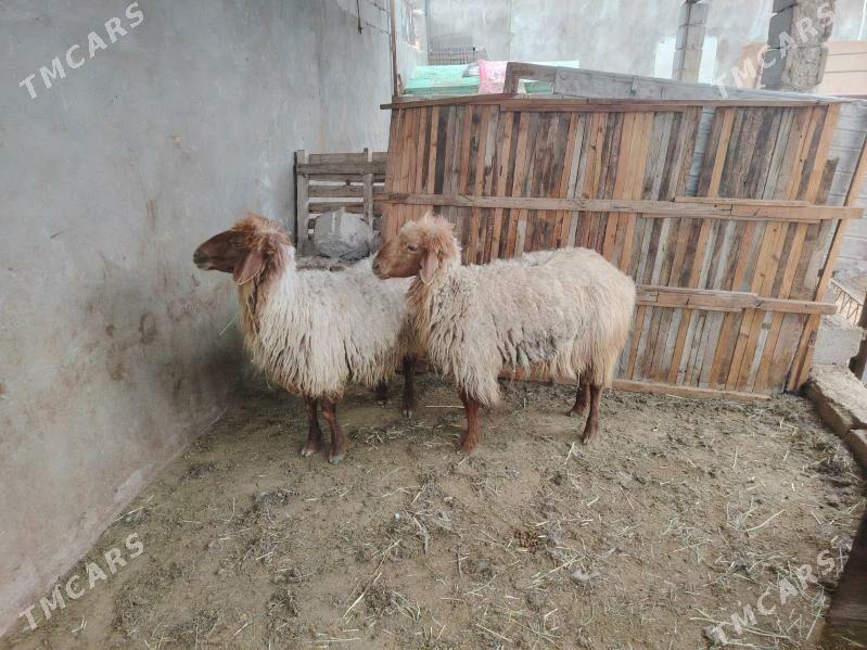 Goyun - Balkanabat - img 1