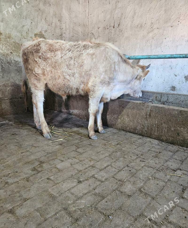 Okuz - Гёкдепе - img 1