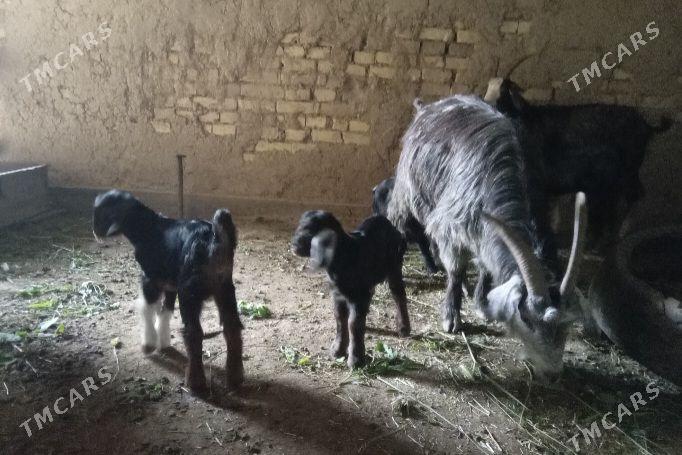 Ekiz owlakly geciler - Baýramaly - img 1