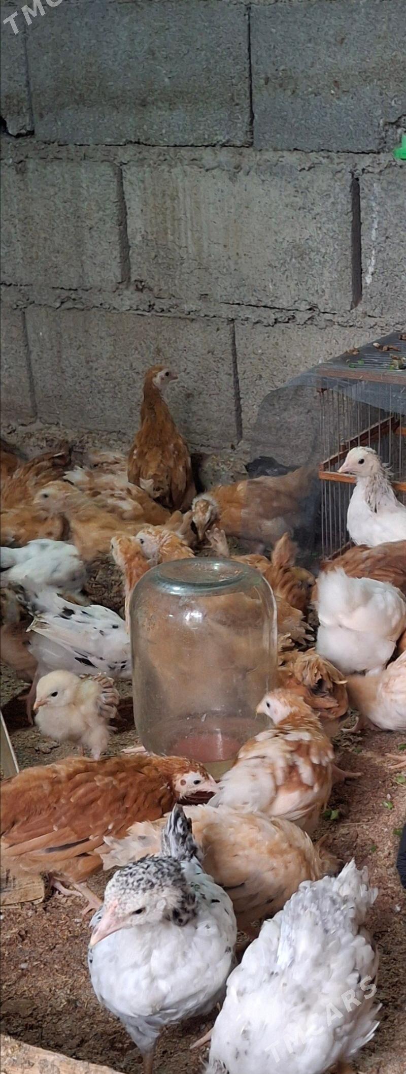 jüje - Бахарден - img 1