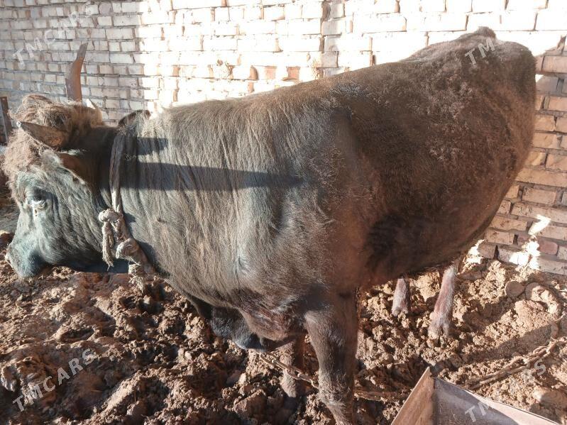 okuz - Babadaýhan - img 1