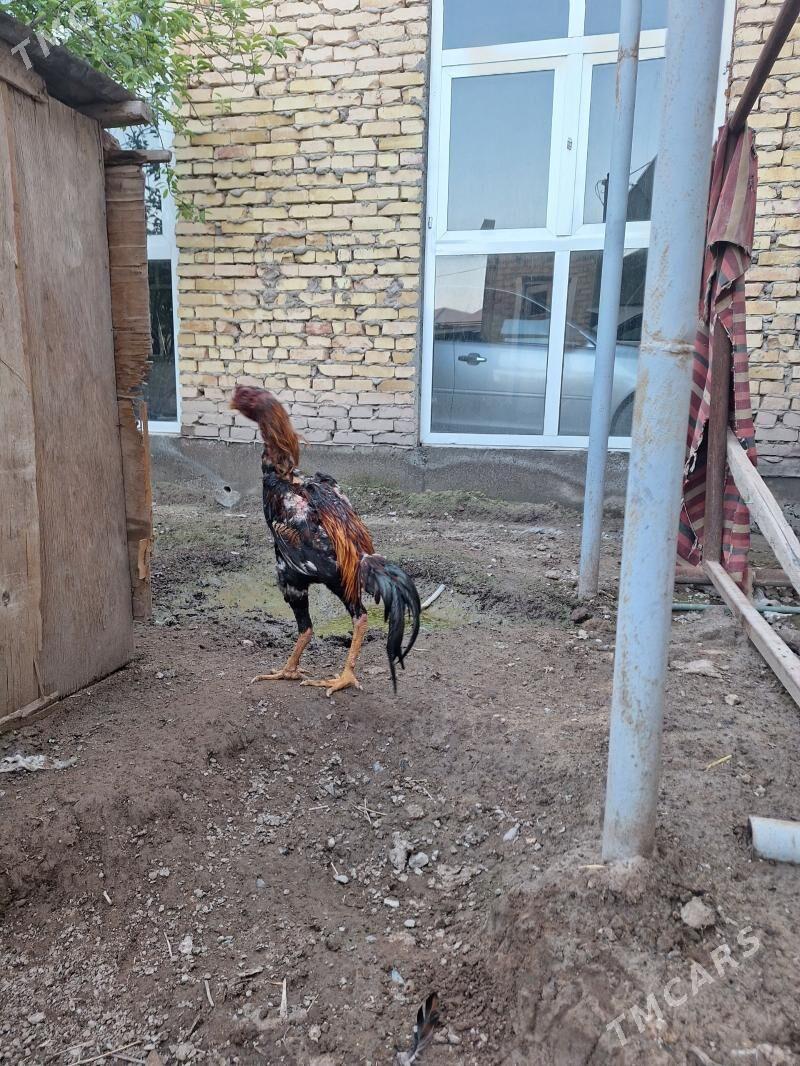 juyje - Туркменабат - img 1