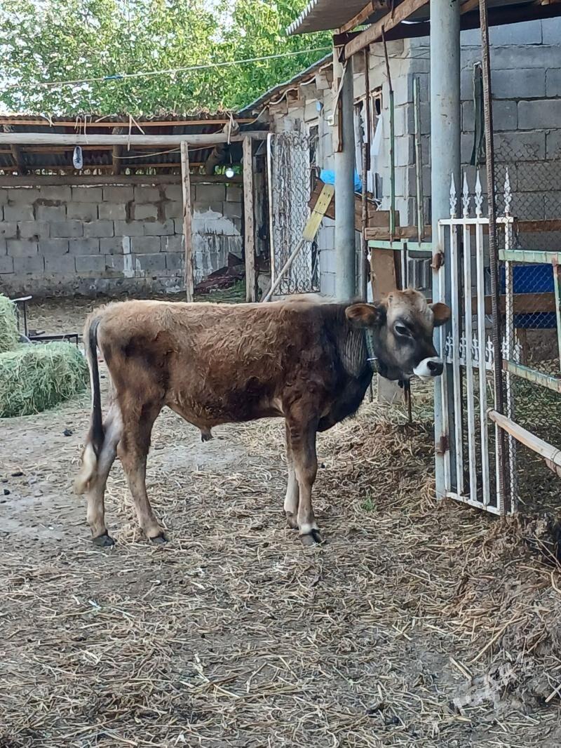 Okuz - Гёкдепе - img 1