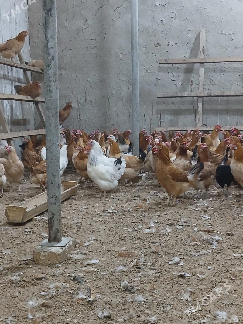 towuk - Анев - img 1