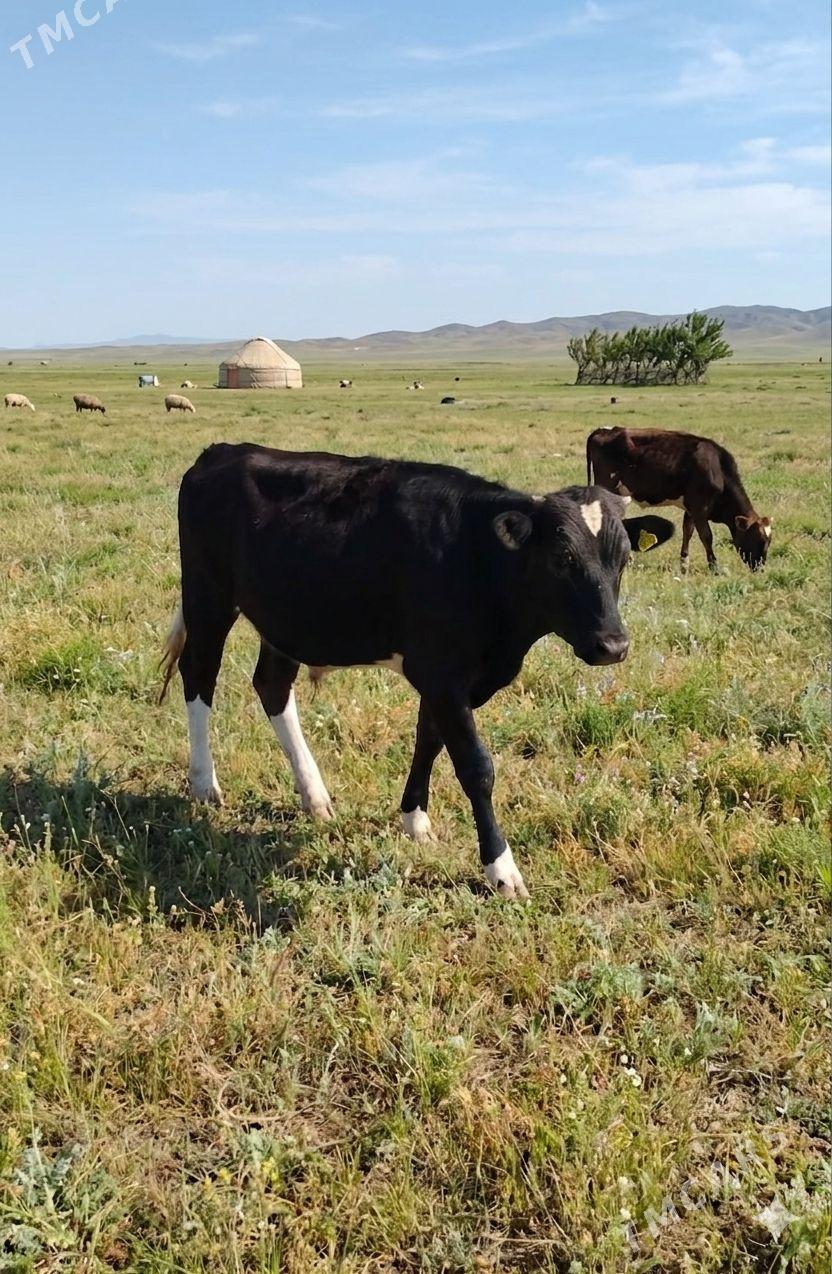 Gibirit öküz tüwe - Büzmeýin - img 1