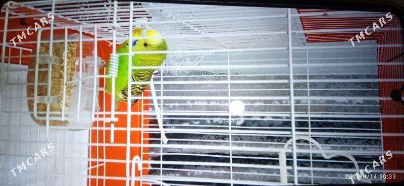 Волнистый попугай - 6 mkr - img 1