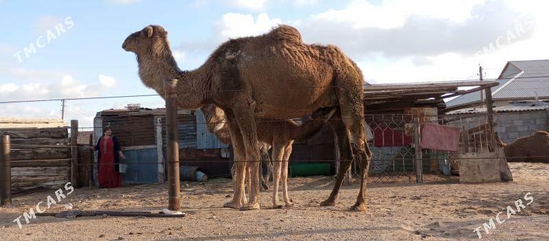 köşekli duye - Balkanabat - img 1