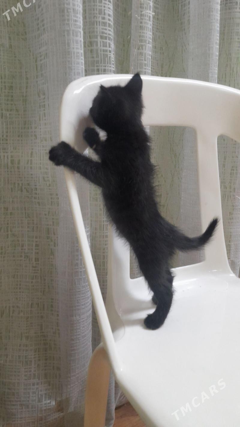 котёнок - Aşgabat - img 1