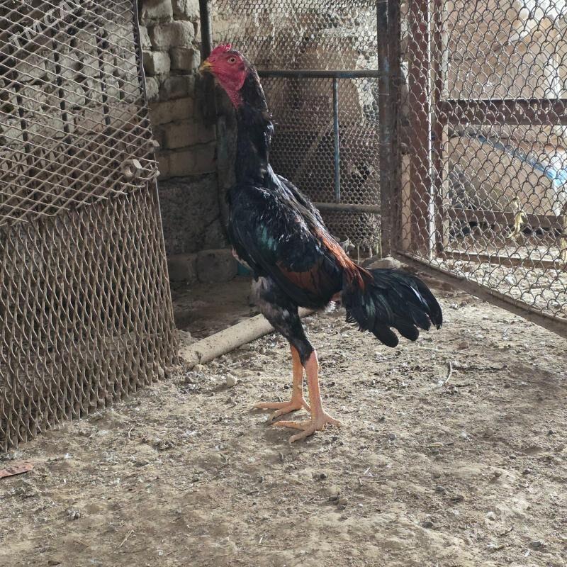 Taskent - Garadamak - img 1