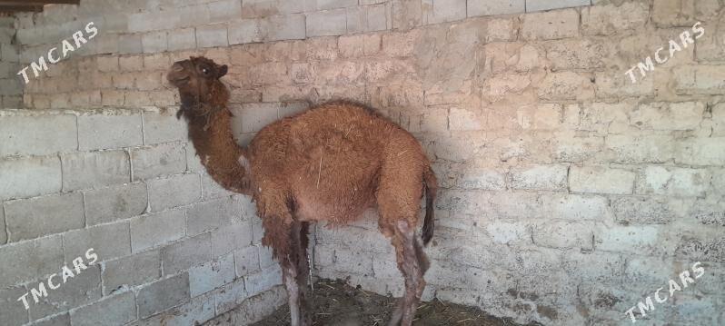 owsuk - Büzmeýin - img 1