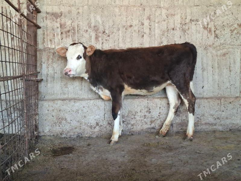 tuwe - Гёкдепе - img 1