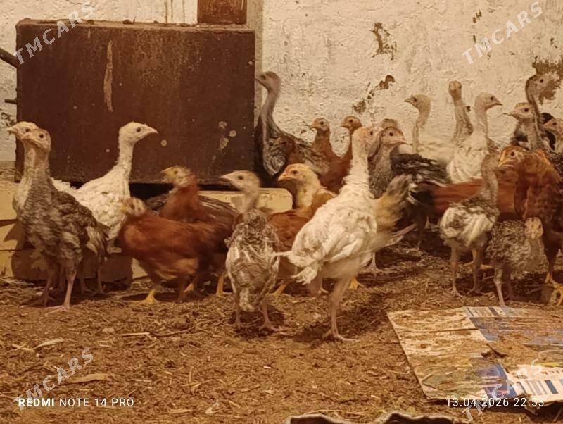 induk - Sakarçäge - img 1