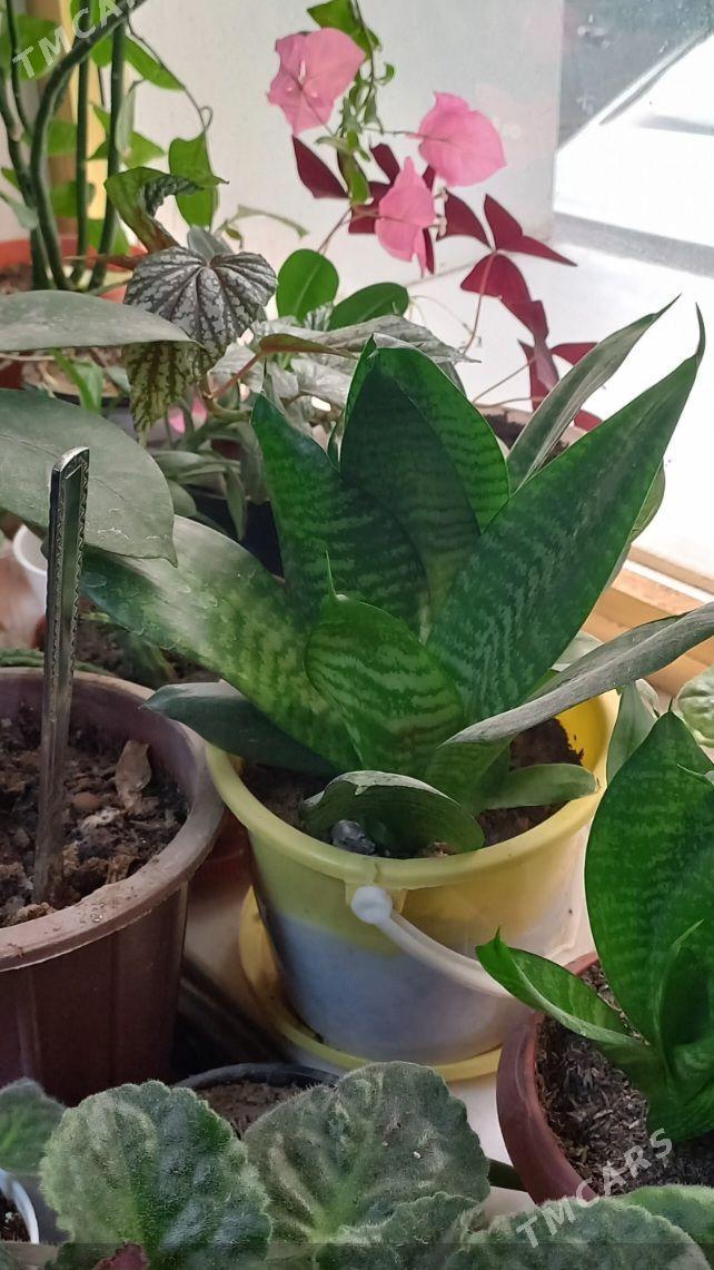 домашние цветы - 2 mkr - img 1