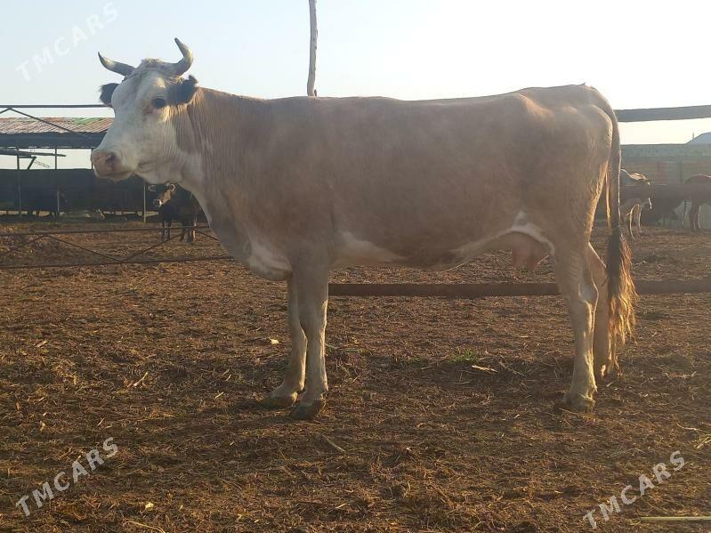 göleli. - Wekilbazar - img 1