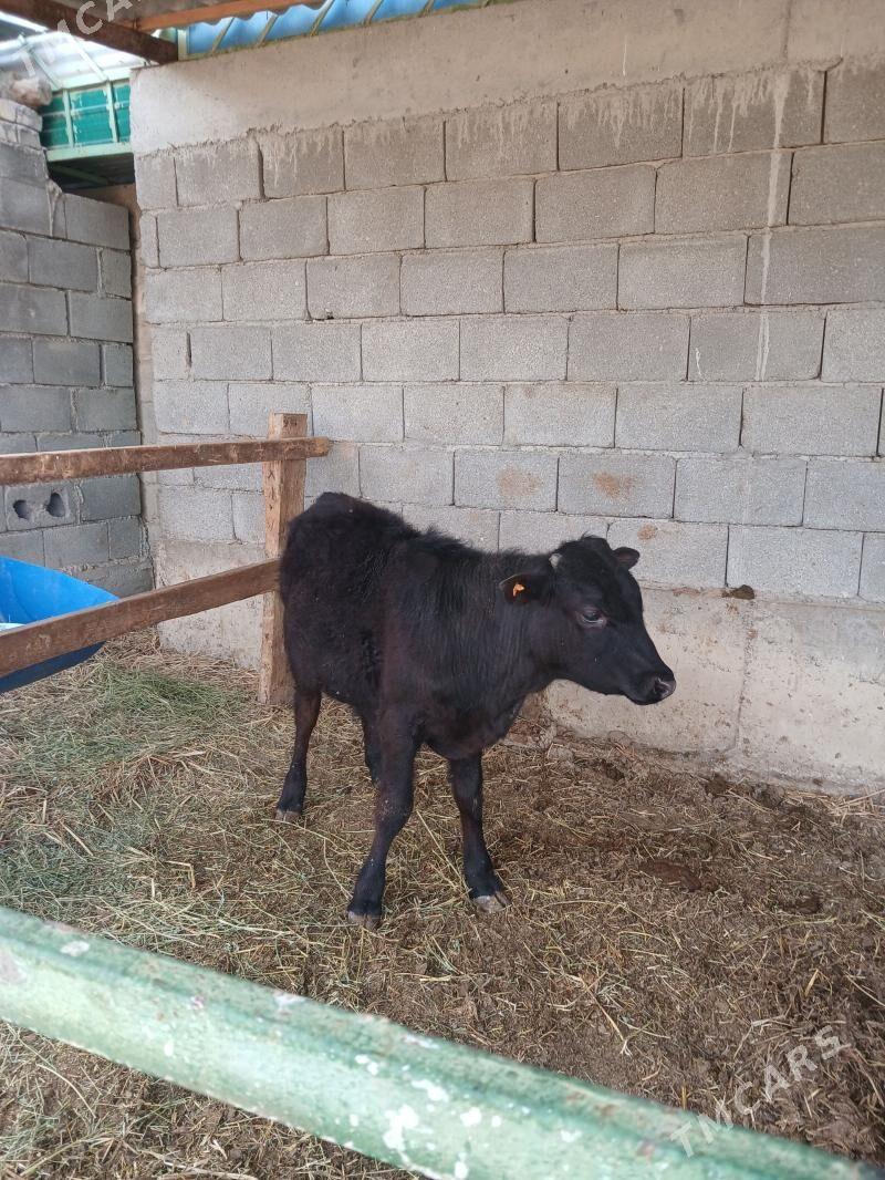 okuz - Гёкдепе - img 1