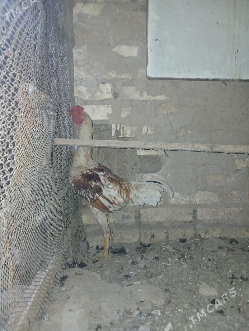 horaz - Бабадайхан - img 1