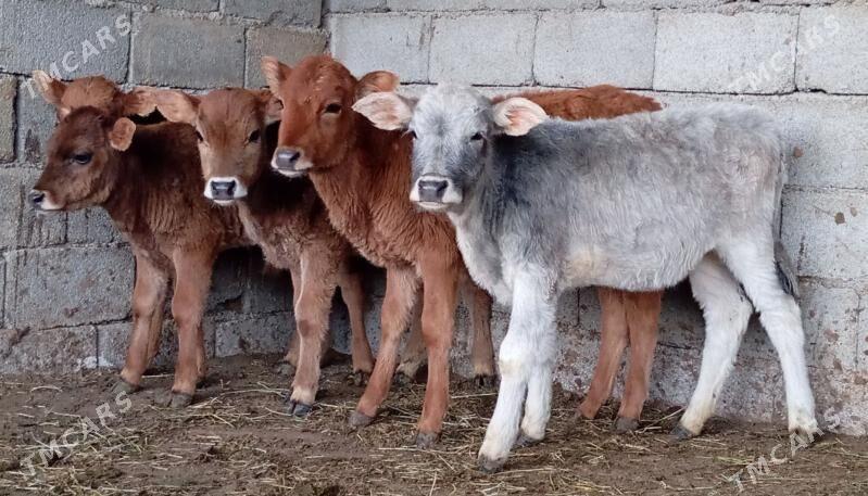 GÖLELER - Gökdepe - img 1