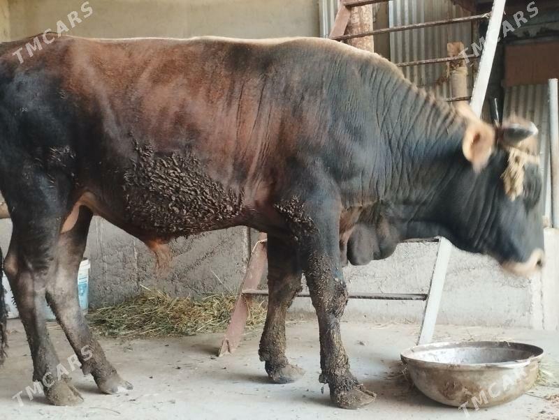 okuz - Büzmeýin - img 1