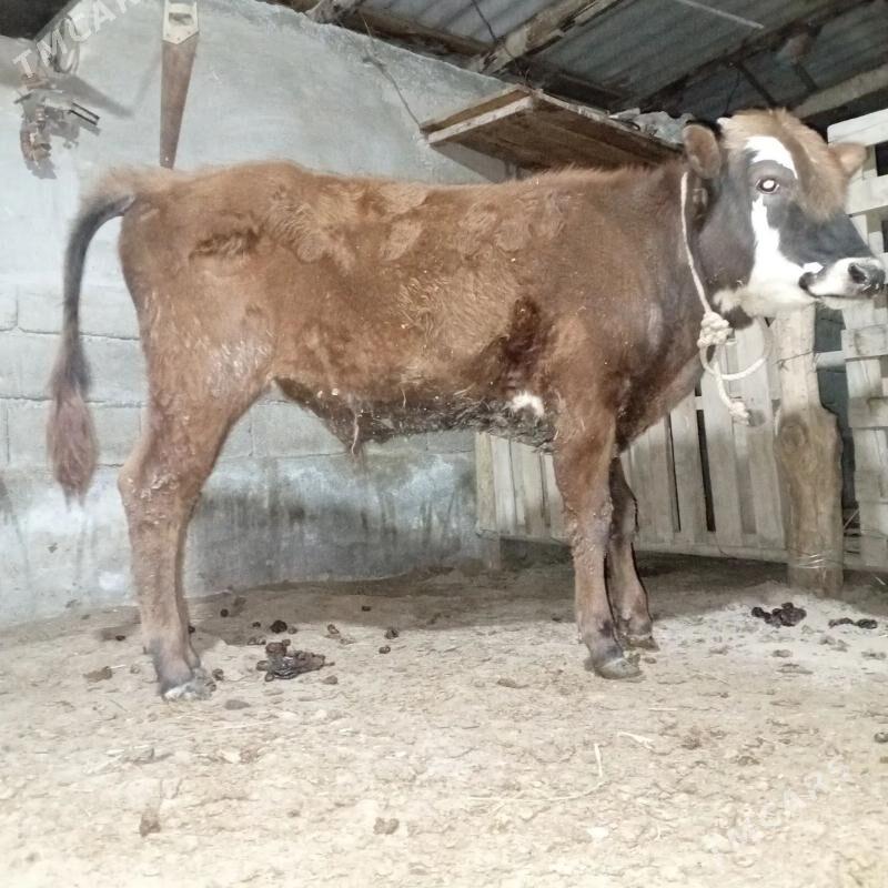 okuz - Aşgabat - img 1