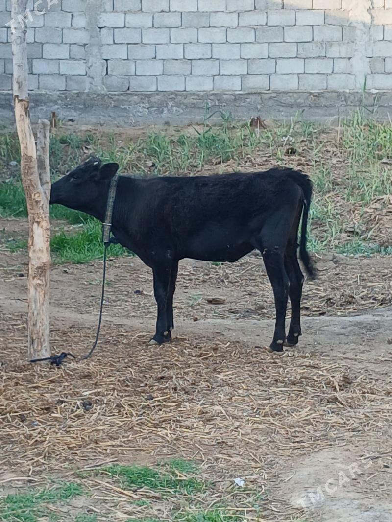 Tohym Tuwe - Gökdepe - img 1