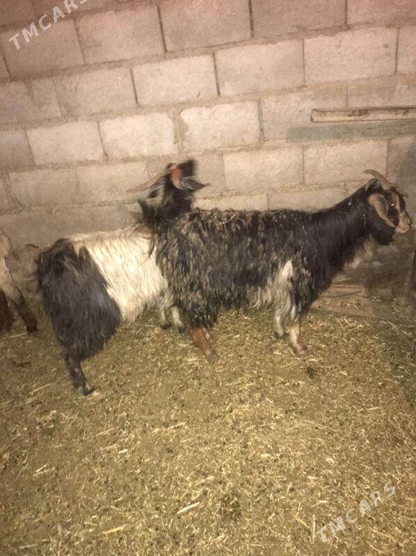 Gysyr geçi - Бахарден - img 1