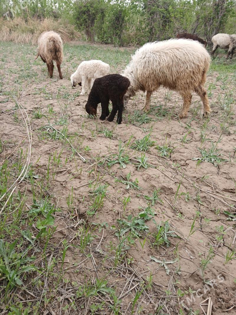 guzili goyun - Şabat etr. - img 1