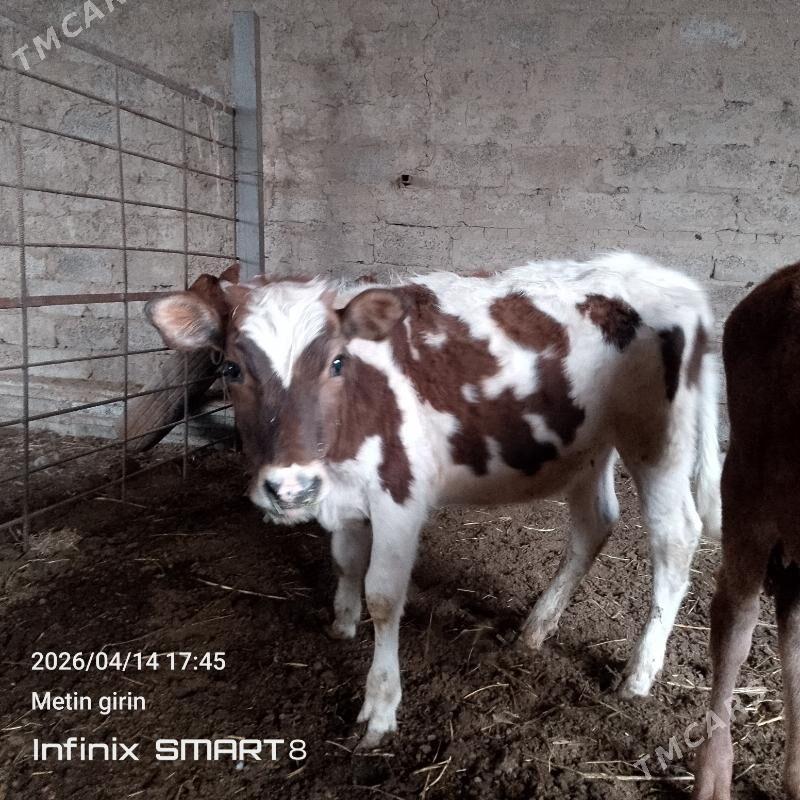 göle - Mary - img 1