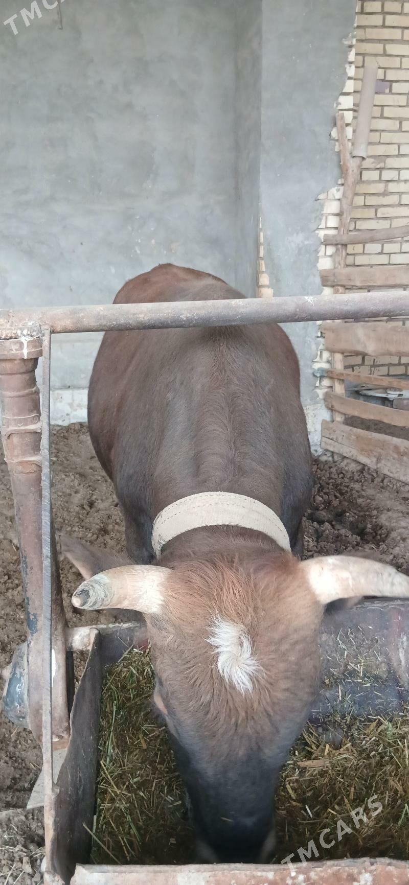 öküz - Мары - img 1